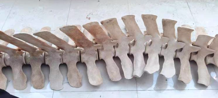 先對處于完整狀態(tài)的骨骼進(jìn)行掃描